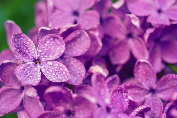 Macro Image Printemps Fleurs Lilas Violet Doux Fond Floral Saisonnier — Photo