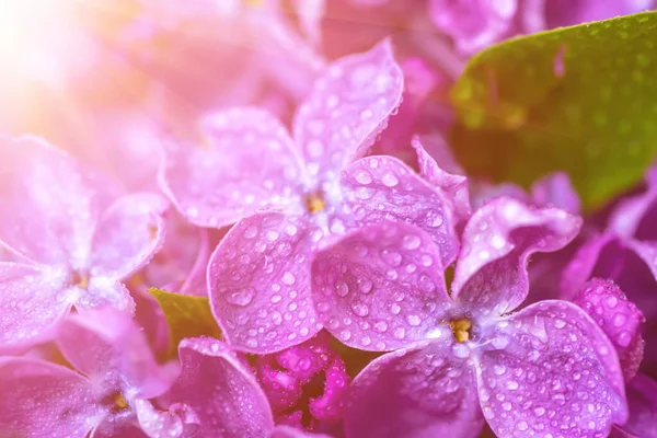 Macro Image Spring Soft Violet Lilac Flowers Natural Seasonal Floral — Stock Photo, Image