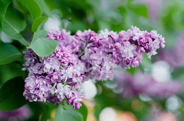 Branch Lilac Flowers Green Leaves Floral Natural Seasonal Hipster Background Royalty Free Stock Images