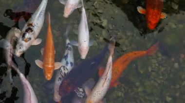 Bir sürü balık gölette suyun yüzeyinde yüzüyor. Havuzda sazan balığı ya da koi balığı. Temiz su Gölette koi balığı.