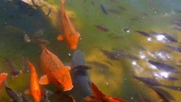 Wiele Ryb Pływających Powierzchni Wody Stawie Ekskluzywna Ryba Karpia Lub — Wideo stockowe