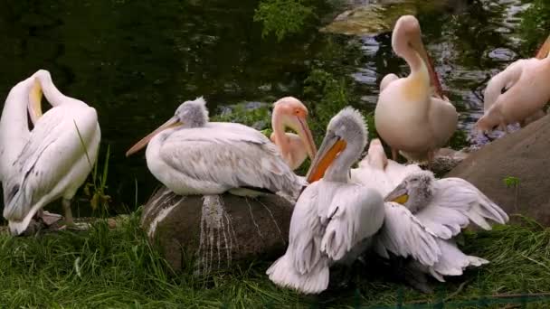 Bahar Parkı Parkındaki Gölün Yanındaki Pelikan Kuşları Video — Stok video