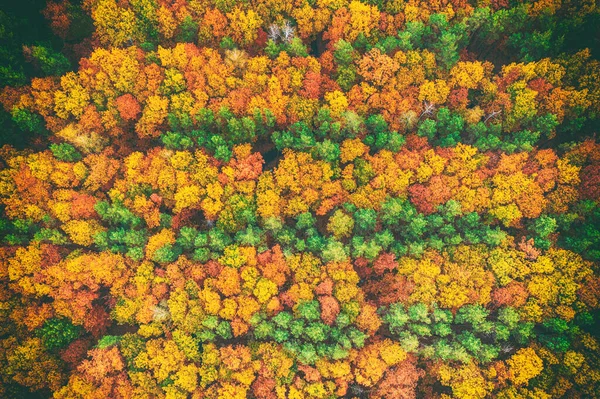 Kleurrijke Herfstbos Vorm Boven Gevangen Met Een Drone Natuurlijke Seizoensgebonden — Stockfoto