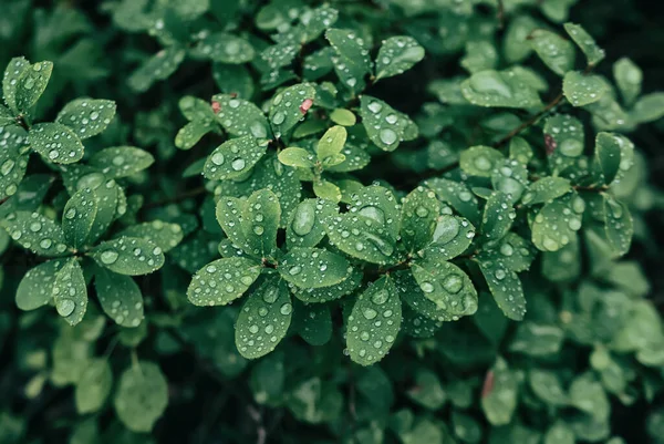 Естественный Фон Зеленых Листьев Капельками Голубики Лесу — стоковое фото