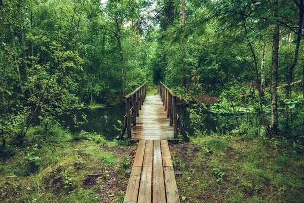 Summer Moody Forest Swamp Wooden Path Bridge Green Trees Natural — Stock Photo, Image