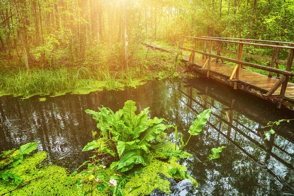 Lago Paludoso Nella Foresta Estonia Paesaggio Estivo Stagionale Con Ponte — Foto Stock