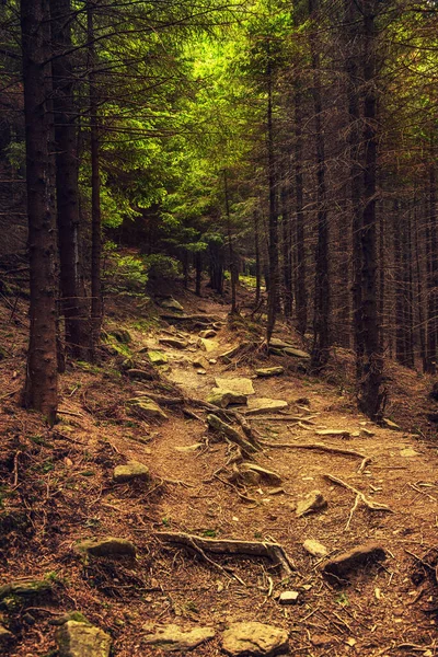 Темно Капризный Лес Дорожками Зелеными Деревьями Естественный Винтажный Фон Украина — стоковое фото