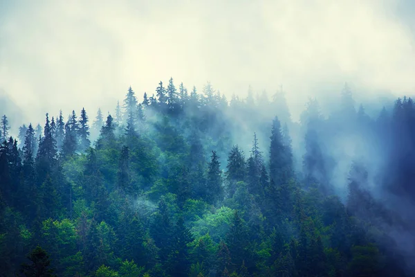 雾蒙蒙的山景 冷杉林 复古嬉皮士风格的复制空间 — 图库照片