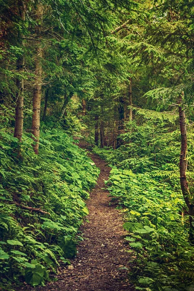 Темно Капризный Лес Дорожкой Зелеными Деревьями Естественный Открытый Винтажный Фон — стоковое фото