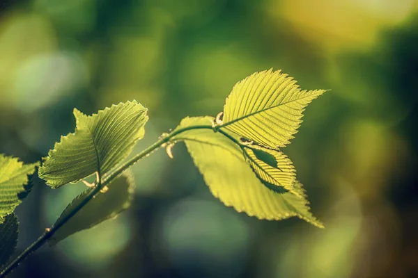 森の中の日当たりの良い緑の春の夏の葉 エコ自然季節の背景 — ストック写真