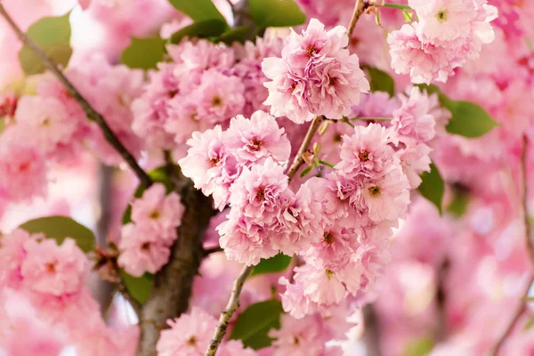 Розовые Цветки Сакуры Растущие Саду Естественный Весенний Открытый Фон — стоковое фото