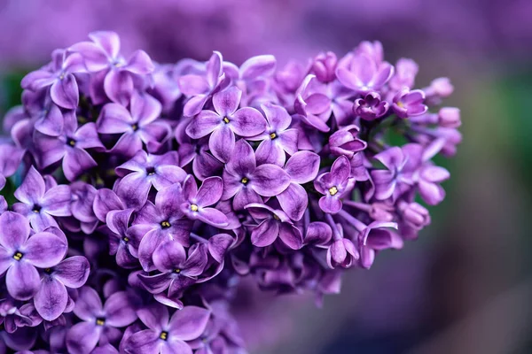 Макроизображение Весенних Мягких Фиолетовых Цветов Сирени Естественного Сезонного Цветочного Фона — стоковое фото