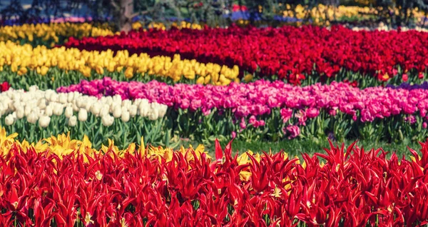 Vackra Färgglada Blommor Traditionella Tulpan Festival Emirgan Park Historisk Stadspark — Stockfoto