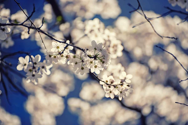 Blütezeit Des Aprikosenbaums Frühling Mit Weißen Schönen Blüten Makrobild Mit — Stockfoto