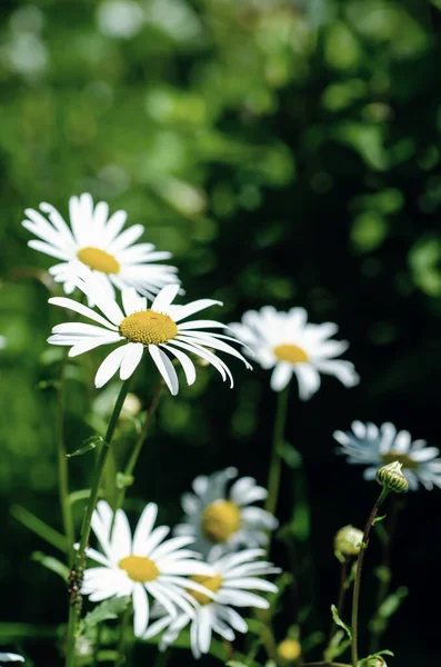 Wild Camomile Daisy Flowers Growing Green Meadow Copy Space Natural — Stock Photo, Image