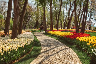 Emirgan Parkı 'nda geleneksel Lale Festivali. İlkbaharda tarihi bir şehir parkı.