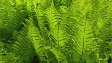Ormanda esen yeşil yaz eğreltiotu yaprağı rüzgarda, 4K görüntü, bahar mevsimi arka plan