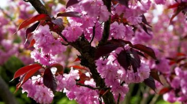 Bahçede yetişen taze pembe sakura çiçekleri, doğal bahar arka planı, 4k görüntü.