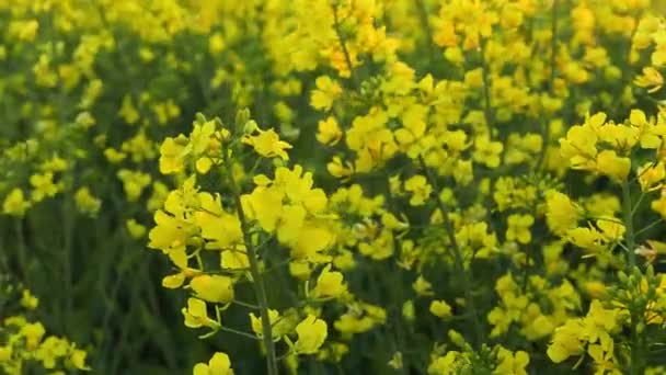 Koolzaad Veld Met Gele Bloemen Fladderen Wind Natuurlijke Agrarische Eco — Stockvideo