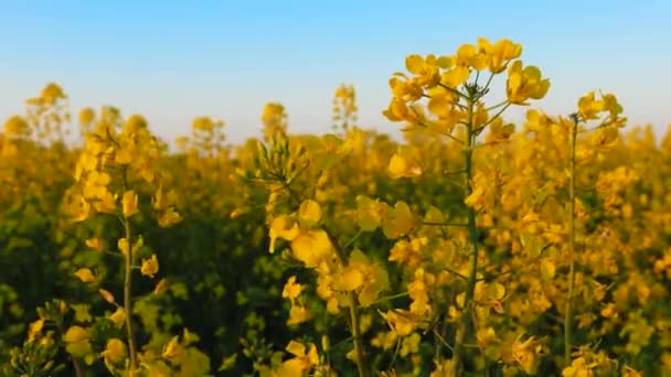Rapeseed Field Yellow Flowers Flutter Wind Blue Sky Natural Agricultural — Stock Video