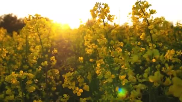 Koolzaad Veld Met Gele Bloemen Fladderen Wind Natuurlijke Landbouw Eco — Stockvideo