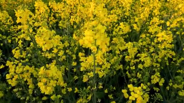 Repcemagmező Sárga Virágok Röpködnek Szélben Természetes Mezőgazdasági Öko Tavasz Háttér — Stock videók