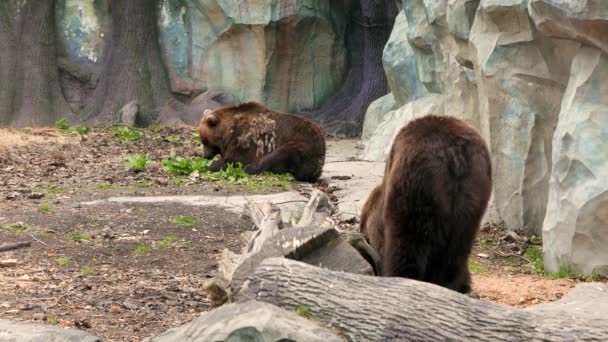 Pár Medvědů Hnědých Zoo Záběry — Stock video