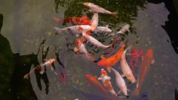 Veel Vissen Zwemmen Het Wateroppervlak Vijver Chique Karper Vis Koi — Stockvideo
