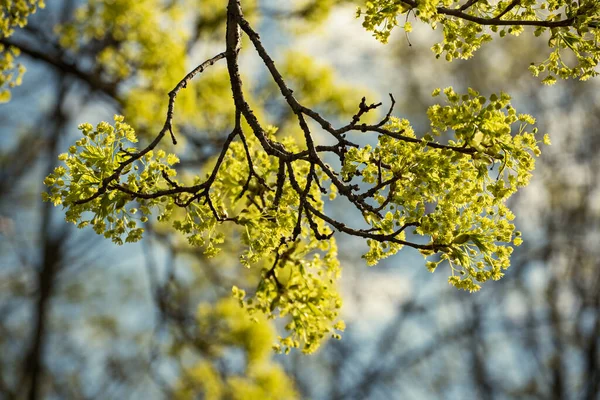 Цветение Кленового Дерева Acer Platanoides Весеннее Время Природный Сезонный Фон — стоковое фото