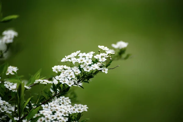 Flores Blancas Floreciendo Primavera Verano Fondo Vintage Natural —  Fotos de Stock