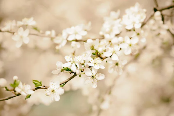 Spring seasonal background with blooming plum tree branches, natural seasonal floral background