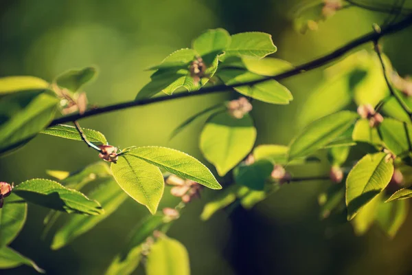 森の中の日当たりの良い緑の春の夏の葉 エコ自然季節の背景 — ストック写真