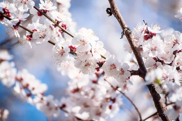Tavasszal Virágzik Sárgabarack Fehér Gyönyörű Virágokkal Makró Kép Másolási Hellyel — Stock Fotó
