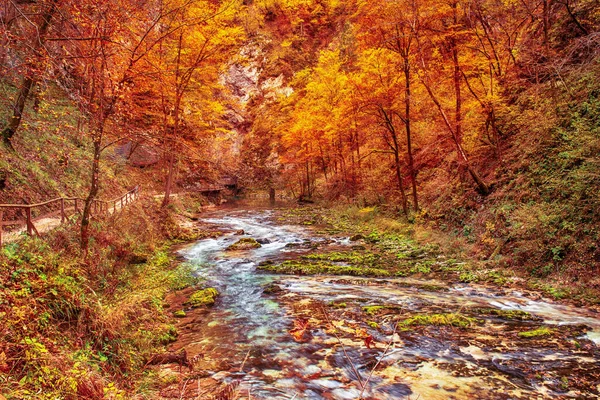 Famoso Vintgar Gorge Canyon Bled Parco Nazionale Del Triglav Slovenia — Foto Stock