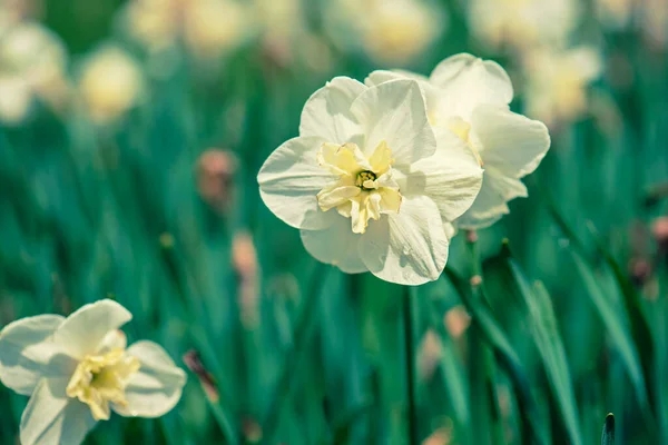 Mooie Witte Narcis Groen Gras Lente Bloemen Achtergrond — Stockfoto