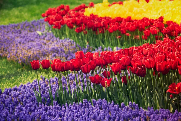 春天的草地 有许多五彩缤纷的紫罗兰 红黄的郁金香花 花朵的背景 — 图库照片