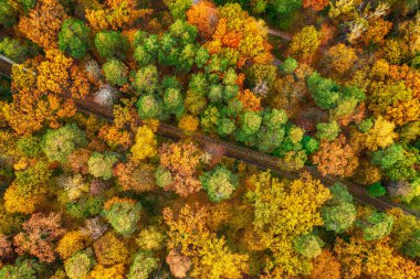 Colourful autumn forest form above with tram line, captured with a drone. Natural seasonal landscape background.