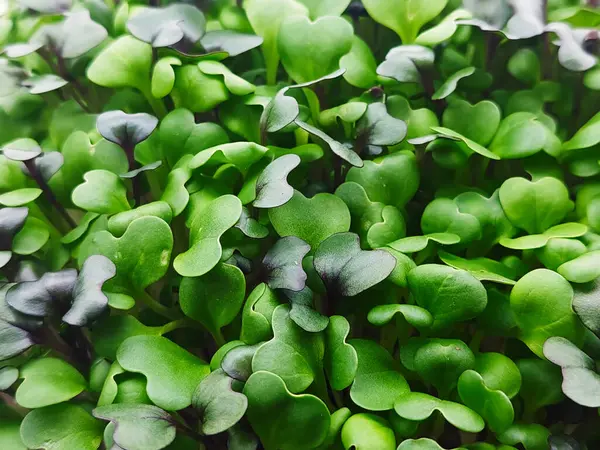 Macro Image Micro Green Young Radish Leaves Natural Organic Food — Stok fotoğraf