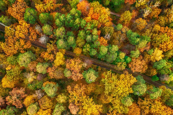 Colourful Autumn Forest Form Tram Line Captured Drone Natural Seasonal — Zdjęcie stockowe