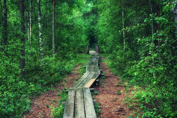 Sommer Stimmungsvolle Wald Und Sumpf Mit Holzweg Und Grünen Bäumen — Stockfoto