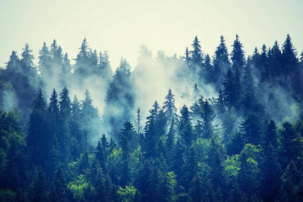 Berkabut Pegunungan Lanskap Dengan Hutan Cemara Dan Copyspace Dalam Gaya — Stok Foto