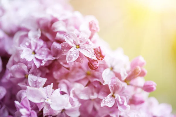 Makro Obraz Jarní Měkké Fialové Květy Šeříku Přírodní Sezónní Květinové — Stock fotografie