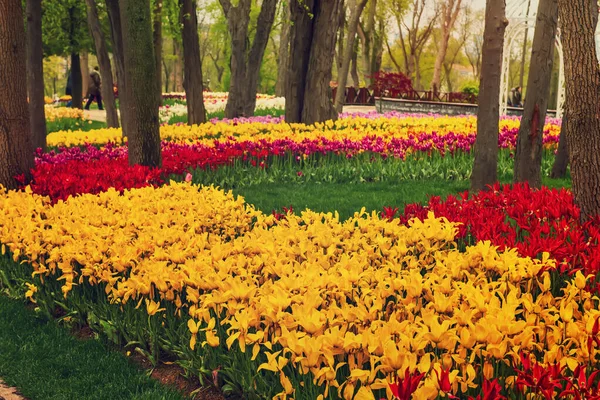 Schöne Farbenfrohe Blumen Beim Traditionellen Tulpenfest Emirgan Park Einem Historischen — Stockfoto