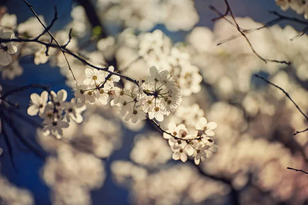 Цветение Абрикосового Дерева Весной Белыми Красивыми Цветами Макроизображение Копировальным Пространством — стоковое фото
