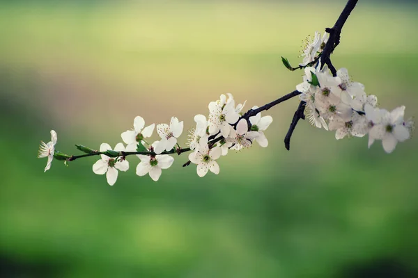 stock image Blossoming of the apricot tree in spring time with white beautiful flowers. Macro image with copy space. Natural seasonal background.