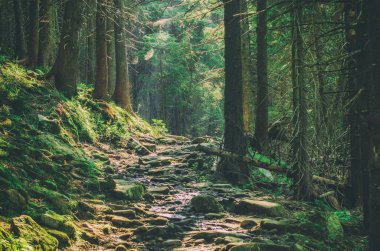 Summer moody forest with path and green trees, natural outdoor vintage background. Ukraine. Carpatian mountains