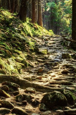 Yol ve yeşil ağaçlarla kaplı karamsar bir yaz ormanı, doğal bağbozumu arka planı. Ukrayna. Carpatian Dağları