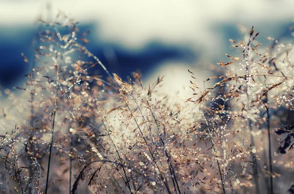 光沢のある露水滴の牧草地の銀草 抽象的な自然背景 — ストック写真