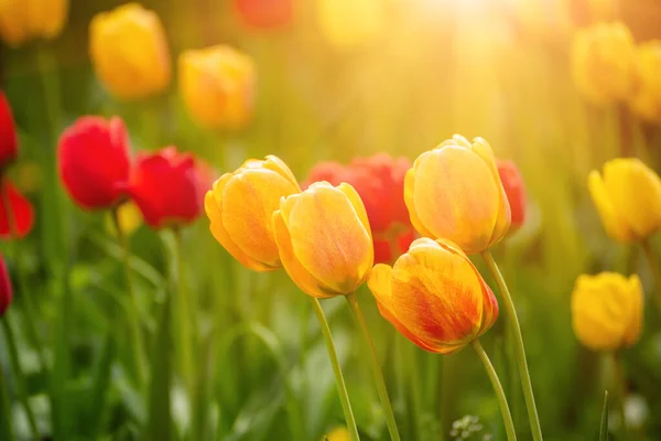 Lente Weiland Met Gele Rode Tulp Bloemen Florale Zonnige Seizoensgebonden — Stockfoto