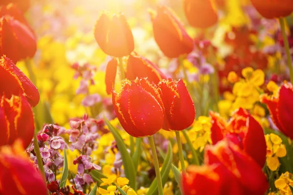 春の日当たりの良い牧草地と赤いチューリップの花 花の自然な季節の東の背景とともにコピースペース — ストック写真